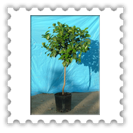 Limone alb. vaso � 24