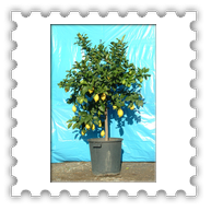 Limone alb. vaso � 45