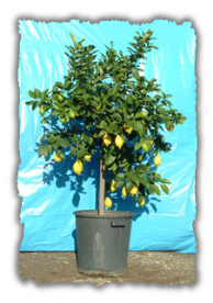 Limone alb. vaso � 45