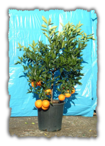 Arancio mini alb. vaso � 35