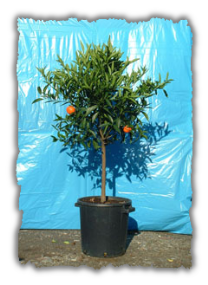 Clementino alb. vaso � 35