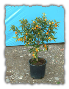 Kumquat cesp. vaso � 22