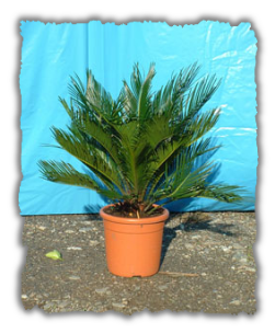 Cycas Revoluta vaso � 20